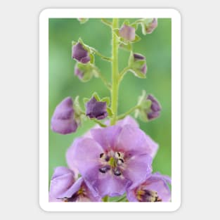 Verbascum  &amp;#39;Sugar Plum&amp;#39;  Mullein Sticker